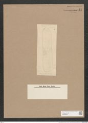 Navicula gentilis Donk. (de-Toni-Nr.: Genus 1, Species 6) Zeichnungen Sammlung Grunow Nr. 21 (NHMW-BOT-W0366204)